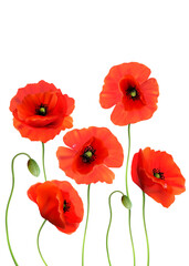 Poster - A Red Poppies isolated on white background. 3d Realistic Vector
