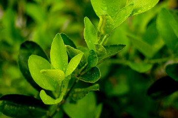 Wall Mural - Dew drops on green leaves in the morning 1