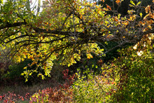 Back-lit Vines In Autumn