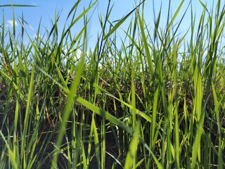 green grass and blue sky