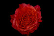 Close up of Free Spirit roses variety, studio shot.