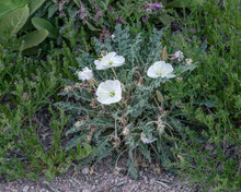 The lare white flowers of tufted evening primrose (Oenothera caespitosa var. marginata) open after the sun goes down.
