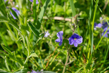 natural background with wild blue flower