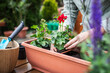 Woman planting geranium flowers into flowerpot on wooden table. Gardening at spring