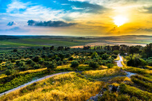 Beautiful Sunset Sky Over The Olive Grove And Agricultural Fields Of The Biblical Ayalon Valley, View From The Hill Of Latrun; Shfela Lowlands, Central Israel