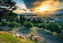 Dramatic Sunset View Of Jerusalem Old City Landmarks: Dome Of The Rock, The Golden/Gate And The Russian Church Of Mary Magdalene, With Sheep Grazing In An Olive Grove On The Mount Of Olives