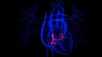 Human Heart Tricuspid and Bicuspid Valve For Medical Concept 3d Illustration