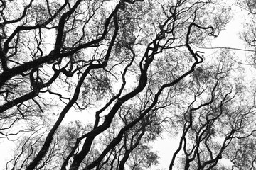  low view of trees in black and white