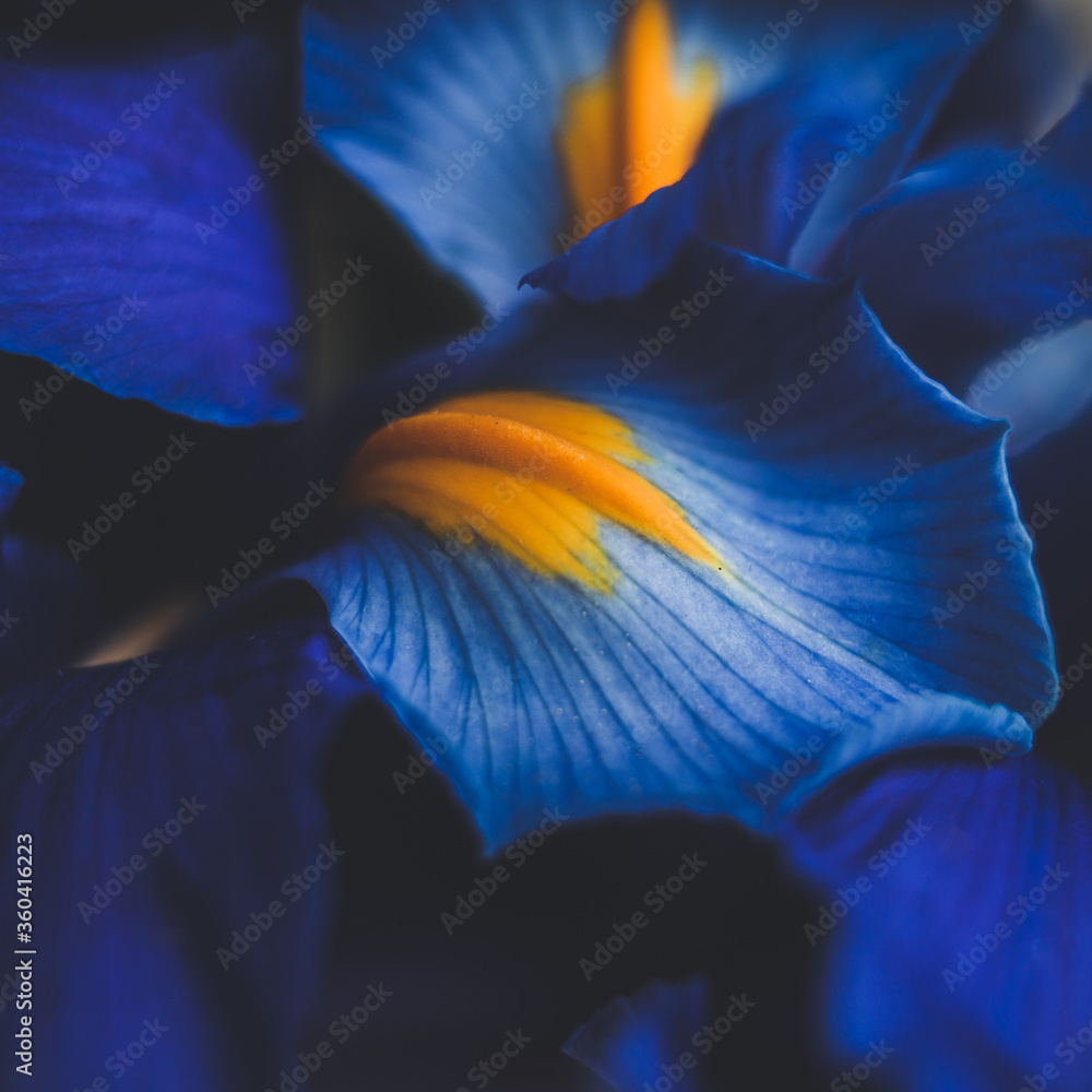 beautiful blue iris flower close up macro shot shallow dof - obrazy, fototapety, plakaty 