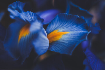 beautiful blue iris flower close up macro shot shallow dof