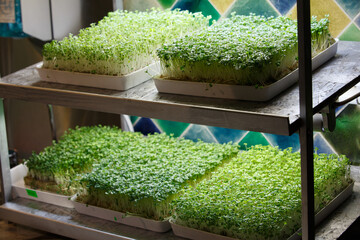 two floor shelves with small bright green microgreen edible sprouts grown indoors under a white light lamp