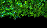 Fototapeta Tęcza - Rośliny wyizolowane na czarnym tle. Paproć, olsza, trawy, kwiaty niezapominajek, liście klonu. 