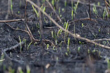 Burned-out Young Grass. Charred, Fertile Land. After A Forest Fire. Young Shoots Of Plants. Consequences Of Global Warming. Fire In Nature.