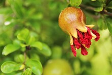 Young Pomegranate On The Plant. Photo Blur Background