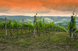 beautiful rows of grapevines at sunset near Panzano in Chianti (Florence). Italy
