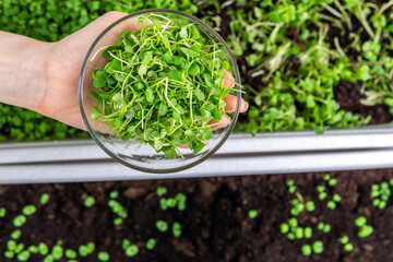 Fresh micro greens, sprouts growing, young vegetables. growing arugula and mustard sprouts