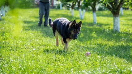 Wall Mural - German shepherd dog playing with a toy on the grass