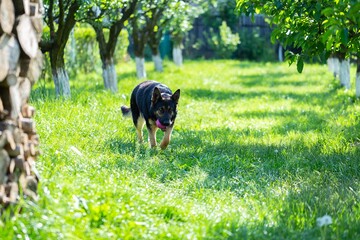 Poster - German shepherd dog playing with a toy on the grass