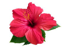 Red Hibiscus Flower & Leaf (rosa Sinensis) Isolated On White Path Background. Pink Hibiscus Flower Scent Plant For Aroma Floral Perfume Design Closeup Isolated. Tropical Rose Hibiscus Flower Isolated
