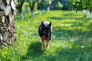 Wall Mural - German shepherd dog playing with a toy on the grass