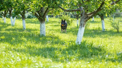 Wall Mural - German shepherd dog playing with a toy on the grass