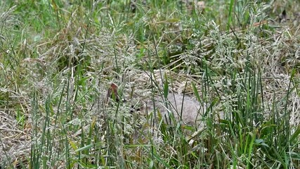 Wall Mural - European wildcat / wild cat (Felis silvestris silvestris) resting hidden in tall grass of meadow in summer