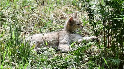 Wall Mural - European wildcat / wild cat (Felis silvestris silvestris) resting in the sun in grassland in summer and walking away