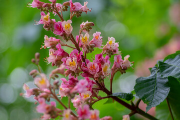 Aesculus carnea pavia red horse-chestnut flowers in bloom, bright pink flowering ornamental tree