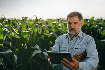 Wall Mural - middle aged man examine corn in corn field, using tablet computer