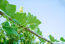 Green Plant Sprouts Of Squash Growing In Garden Against Of Clear Sky