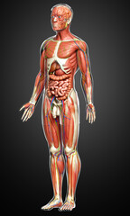 Wall Mural - 3d rendered medically accurate of the male anatomy