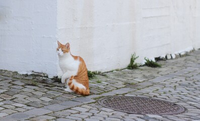 Wall Mural - White and orange striped cat sitting by a white building while lifting its paw