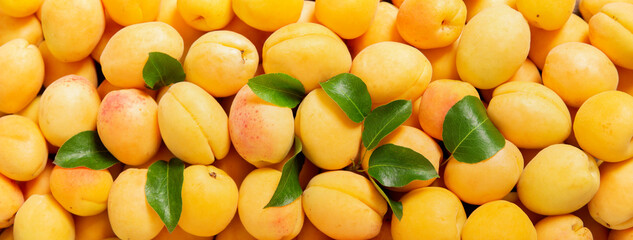 Wall Mural - fresh ripe apricots as background