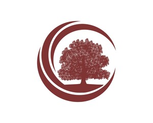 Wall Mural - C oak tree logo