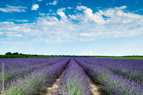 Fotografía Campo di lavanda nella località Cà Mello di Porto Tolle, sulle foci del fiume Po