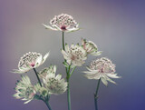 Fototapeta Kwiaty - Jarzmianka - białe kwiaty
