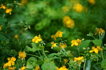 Sticker - Celandine blooming in the field. Medicinal wildflowers.