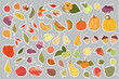 Autumn objects stickers collection, Big colorful autumn icons set. Hand drawn autumn leaves, berries, nuts, acorns,pumpkins scrapbook images. Color vegetables and fruits isolated on light background. 