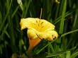 rosliny a o nazwie lilia ogrodowa i jej roznokolorowe odmiany rosnace na skwerach i ogrodach przydomowych w miescie bialystok na podlasiu w polsce