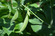 Pea Sugar Ann, organic sugarsnap pea pods ripening on the vine, ready to harvest