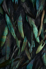 Abstract Background Of Rooster Feathers, Metallic Colors