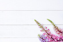 Pink And Purple Lupins On A Wooden Painted White Table / Background. Spring, Easter Concept. Floral Border, Flower Flat Lay, Top View.