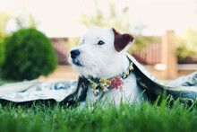 Dog Jack Russell Broken Lies On Green Grass Covered With Blanket. Pet Care Concept.