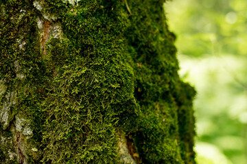 Wall Mural - Beautiful green moss on the floor, moss closeup, macro. Beautiful background of moss for wallpaper.