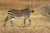 Fototapeta Konie - Cape mountain zebra (Equus zebra) in natural habitat, Mountain Zebra National Park, South Africa.