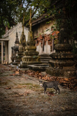 cat in thai temple