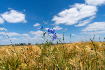 Forget-me-nots in cereal on a sunny summer day. Polish countryside.