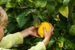 Young boy harvesting lemons from the tree