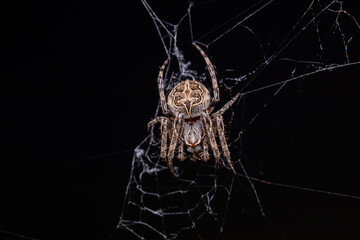 Wall Mural - spider on the web