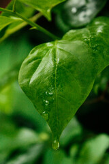 green leaf with water drops